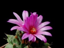 Turbinicarpus alonsoi seeds usato  Italia