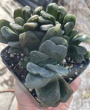 Haworthia maughanii truncata for sale  Jacksonville