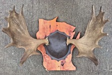 Wisconsin moose antler for sale  Duluth