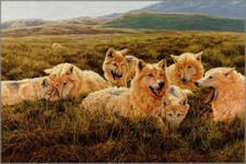 Tundra family arctic for sale  Keller