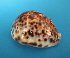 Cypraea tigris philippines d'occasion  Nice-