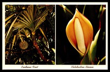 Florida tropical plants for sale  Sarasota