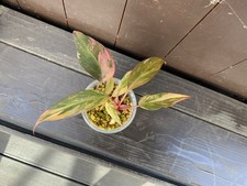 ling ling quad gebraucht kaufen ling ling quad gebraucht kaufen  Groß-Gerau