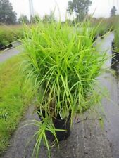 Carex muskingumensis silberstr gebraucht kaufen  Zetel