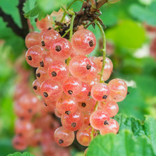 Gloire sablon pinkcurrant for sale  UK