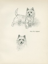 WESTIE WEST HIGHLAND WHITE TERRIER ANTIGO 1936 IMPRESSÃO DE ARTE DE CACHORRO por ARTISTA KF BARKER comprar usado  Enviando para Brazil