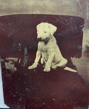 Sweet puppy dog for sale  Rochester