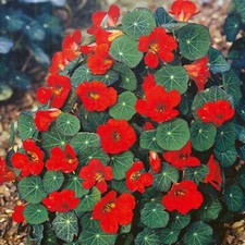 Nasturtium empress india for sale  SALISBURY