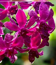 small orchid small for sale  Orlando