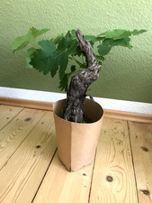 Vitis vinifera weinrebe gebraucht kaufen  Leipzig