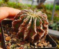 Rare plant succulentlive for sale  Shipping to United Kingdom