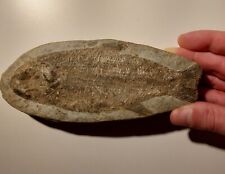 Pesce fossile perfetto usato  Ancona