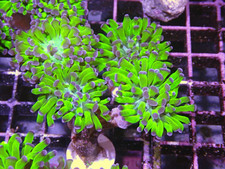 Bright green purple for sale  CLACTON-ON-SEA
