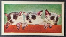 Bush babies 1961 for sale  Reading