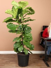 Fiddle leaf fig for sale  Sanford