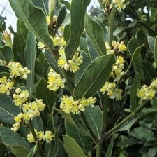bay tree for sale bay tree for sale MARCH