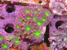 Firework papaya frags for sale  CLACTON-ON-SEA