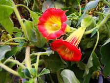 Brugmansia sanguinea d'occasion  Villemandeur