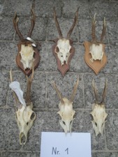Rehgeweihe zum basteln gebraucht kaufen  Muhr