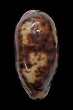 Conchiglia shell cypraea usato  San Cesareo