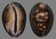Collectible shell cypraea d'occasion  Expédié en Belgium