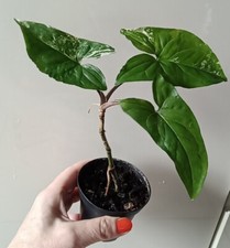 albo syngonium variegata gebraucht kaufen albo syngonium variegata gebraucht kaufen Gaukönigshofen