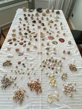 fossil shell for sale fossil shell for sale BETCHWORTH
