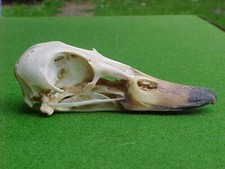 Vintage teal skull for sale  BOURNEMOUTH