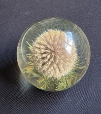 Vintage hippocampus embedment for sale  HORSHAM