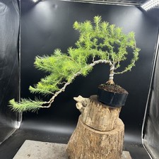 Japanese larch bonsai for sale  HULL