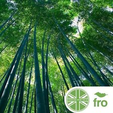 Giant thorny bamboo for sale  MANCHESTER