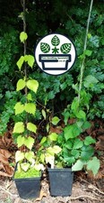 Hedgerow hop plants for sale  MALPAS