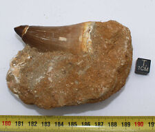 Dent mosasaurus anceps d'occasion  France