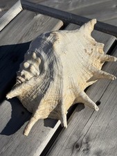 large conch spider shell for sale large conch spider shell for sale Happy Valley