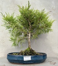 juniper tree for sale juniper tree for sale  LUTTERWORTH