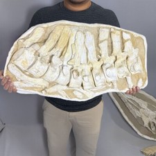 Complete dorsal vertebrae d'occasion  Expédié en Belgium