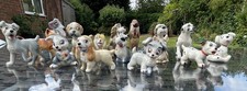 Original lady tramp for sale  LUTTERWORTH