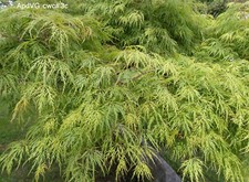 Japanese maple weeping for sale  Harrison Township