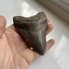 4.0 megalodon fossil for sale  BATH