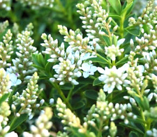 Hebe light white for sale  SLOUGH