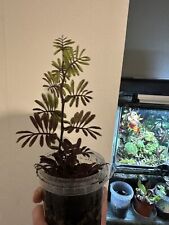 Solanum uleanum rare for sale  TAUNTON