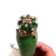 35. discocactus estevesii usato  Spedire a Italy