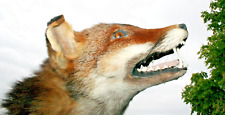 Fox trophäe fuchs gebraucht kaufen  Schweitenkirchen