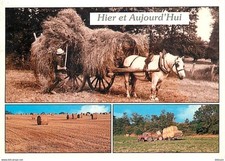 Animaux chevaux normandie d'occasion  Fruges