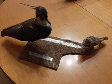 Tassidermia uccello imbalsamat usato  Arcisate