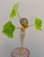 Jatropha podagrica caudiciform for sale  WALTON ON THE NAZE