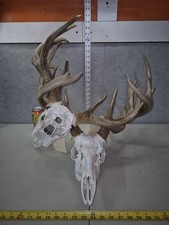 Locked whitetail deer for sale  Valley City