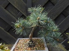 white pine tree for sale white pine tree for sale CANNOCK