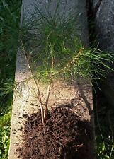 Pinus sylvestris waldkiefer gebraucht kaufen  Soest