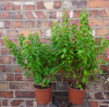 conservatory plants for sale conservatory plants for sale CREWE
